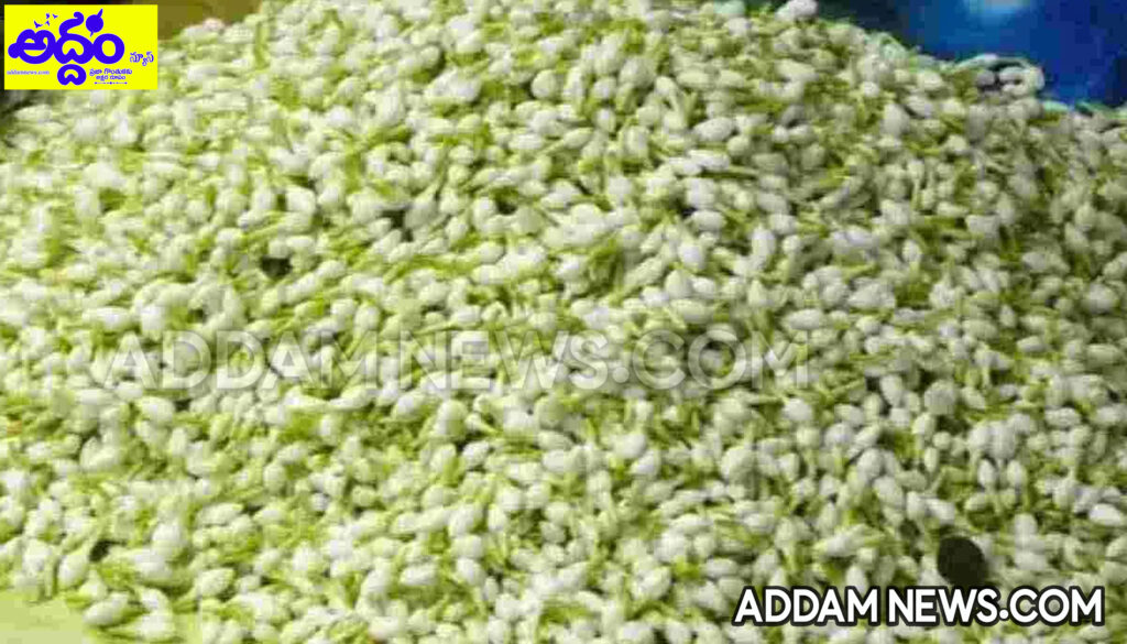 Jasmine Flower: కొత్త ఏడాదిలో మల్లెపూల ఘాటు.. కిలో రూ.3,000!